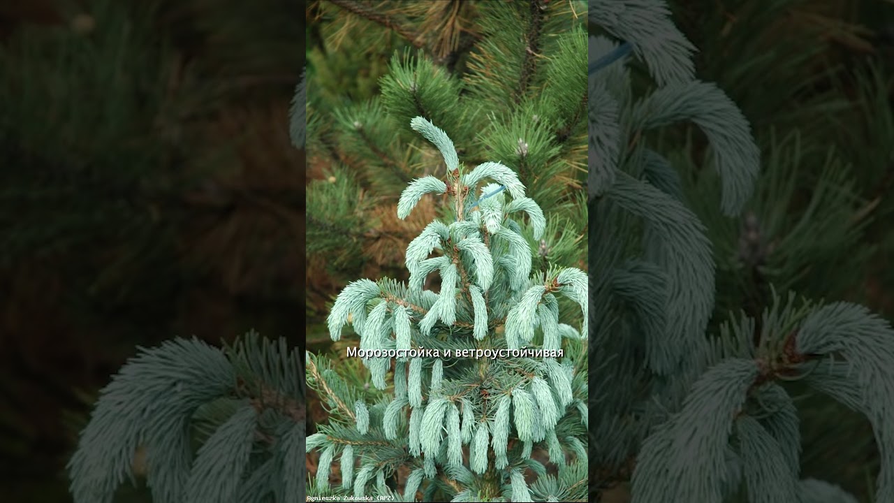 Редкая красавица Ель энгельмана Блю Магу|Picea engelmanni 