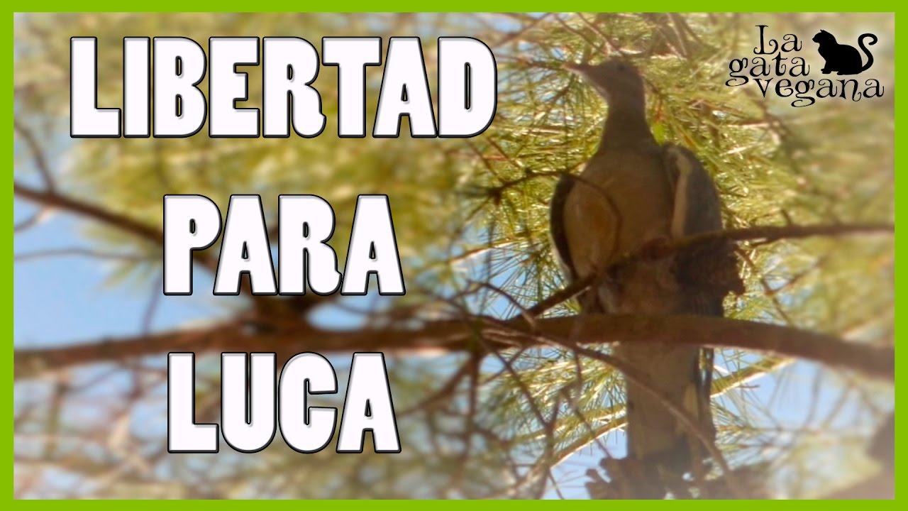 RECUPERACIÓN Y LIBERACIÓN DE TORCAZ LUCA | PICHÓN ENCONTRADO EN LA CALLE EN MAL ESTADO 2/2