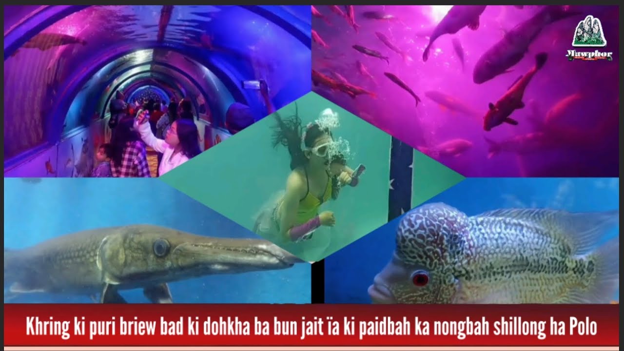 Khring ki puri briew bad ki dohkha ba bun jait ïa ki paidbah ka nongbah shillong ha Polo