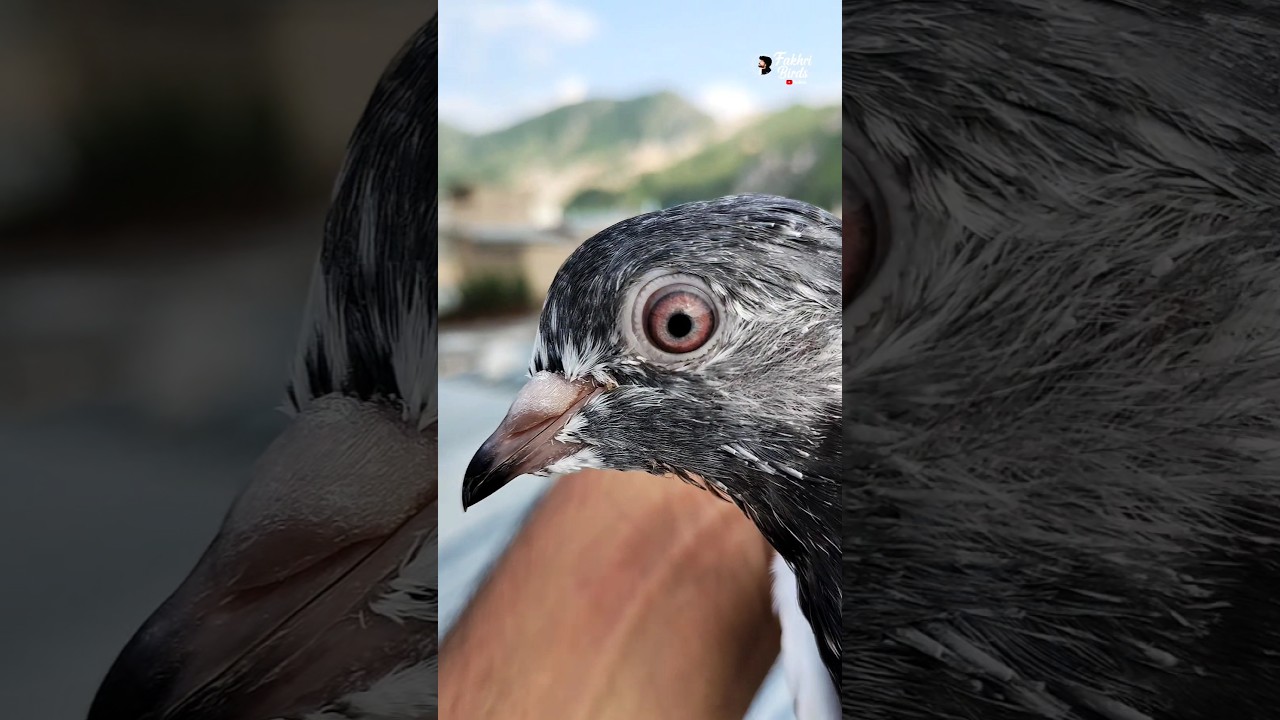 Гордость моей голубятни 💡🕊️☄️ #fakhribirds #pigeon #kabutar #kabootar #pigeonlover #birds #shotrs