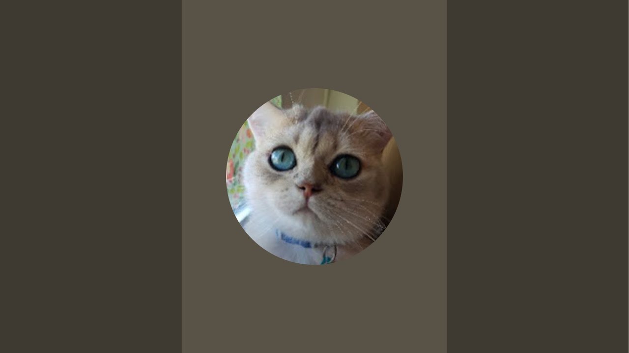 Velveteen Cats is live!