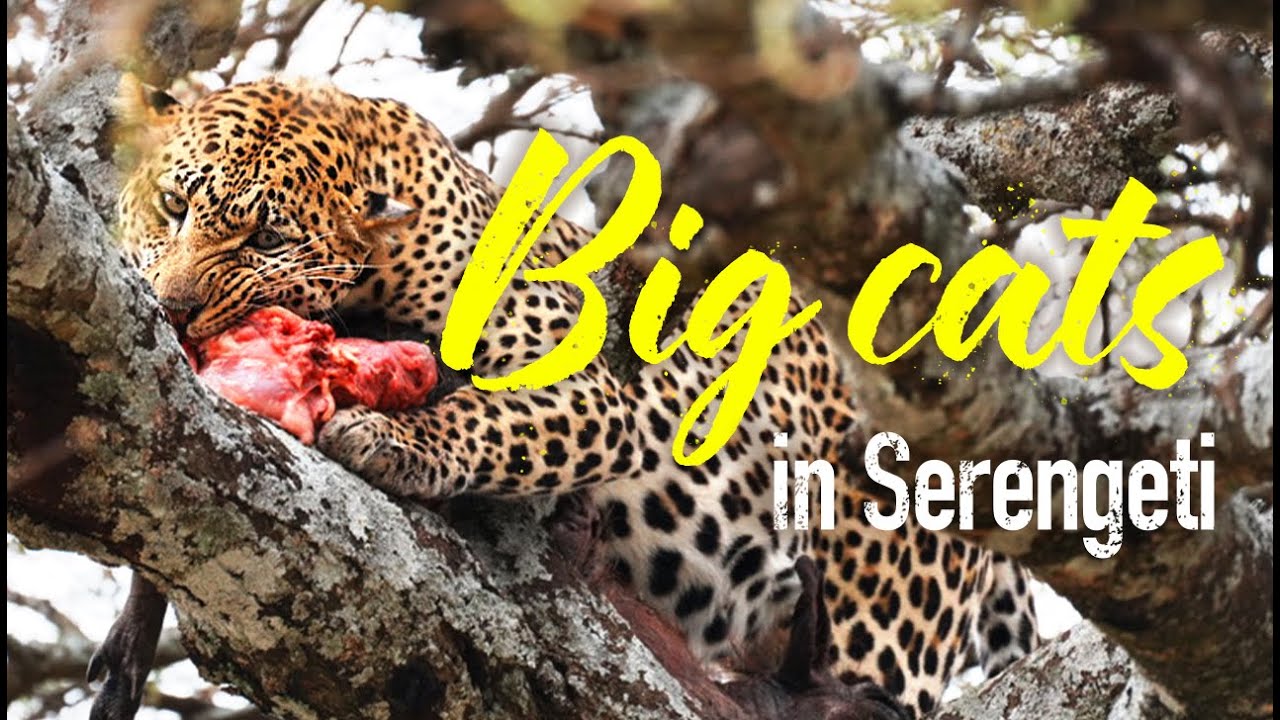 Tanzania Safari 4K | Tarangire & Serengeti National Parks | Lions, Cheetahs & Leopard