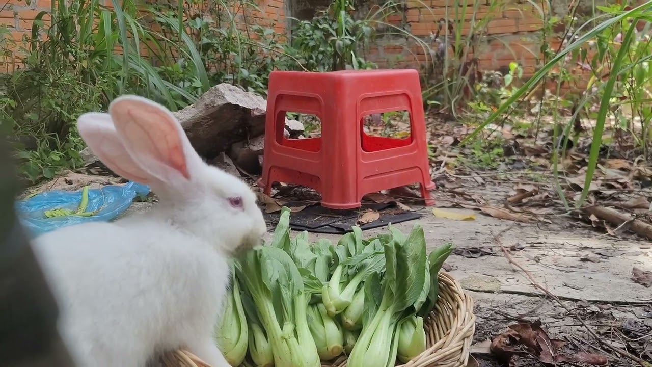 From Hens to Rabbits: Meet All My Adorable Pets! 🐔🐱🐇