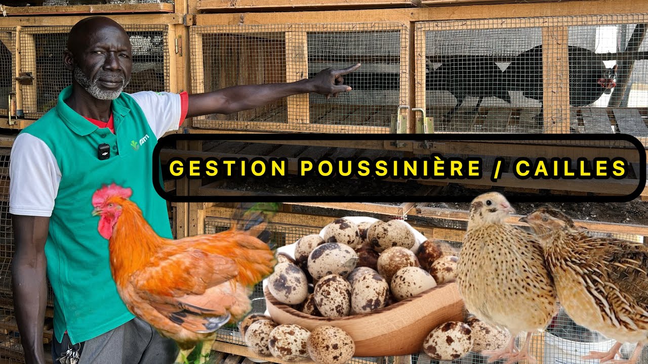ÉLEVAGE DE CAILLES : LA GESTION POUSSINIÈRE EXPLIQUÉE EN DÉTAIL PAR MODOU GUEYE ELEVEUR-AGRIPRENEUR