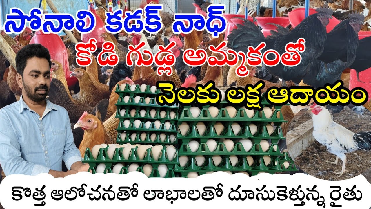 సోనాలి కడక్ నాధ్ కోడి గుడ్ల అమ్మకంతో లక్షల్లో ఆదాయం||country eags farming||DNR Agri||