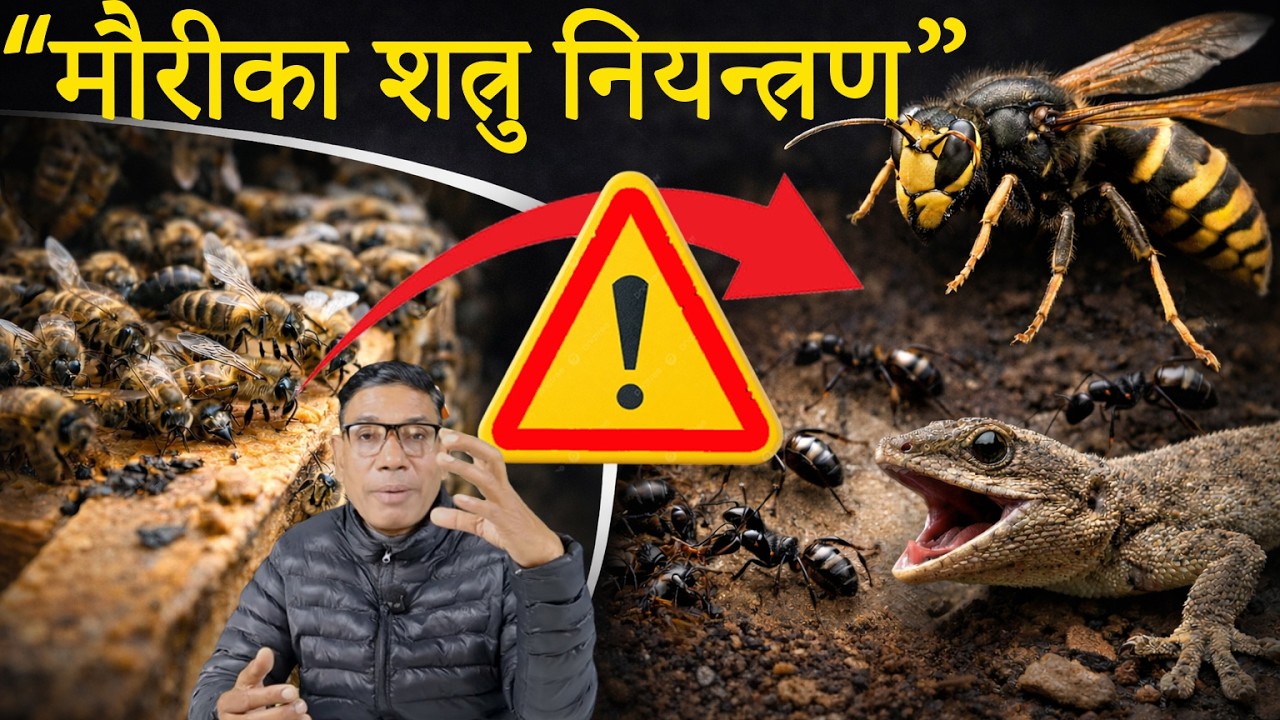 मौरीको बाहिरी तथा भित्री शत्रुहरुको व्यवस्थापन र नियान्त्रण ।