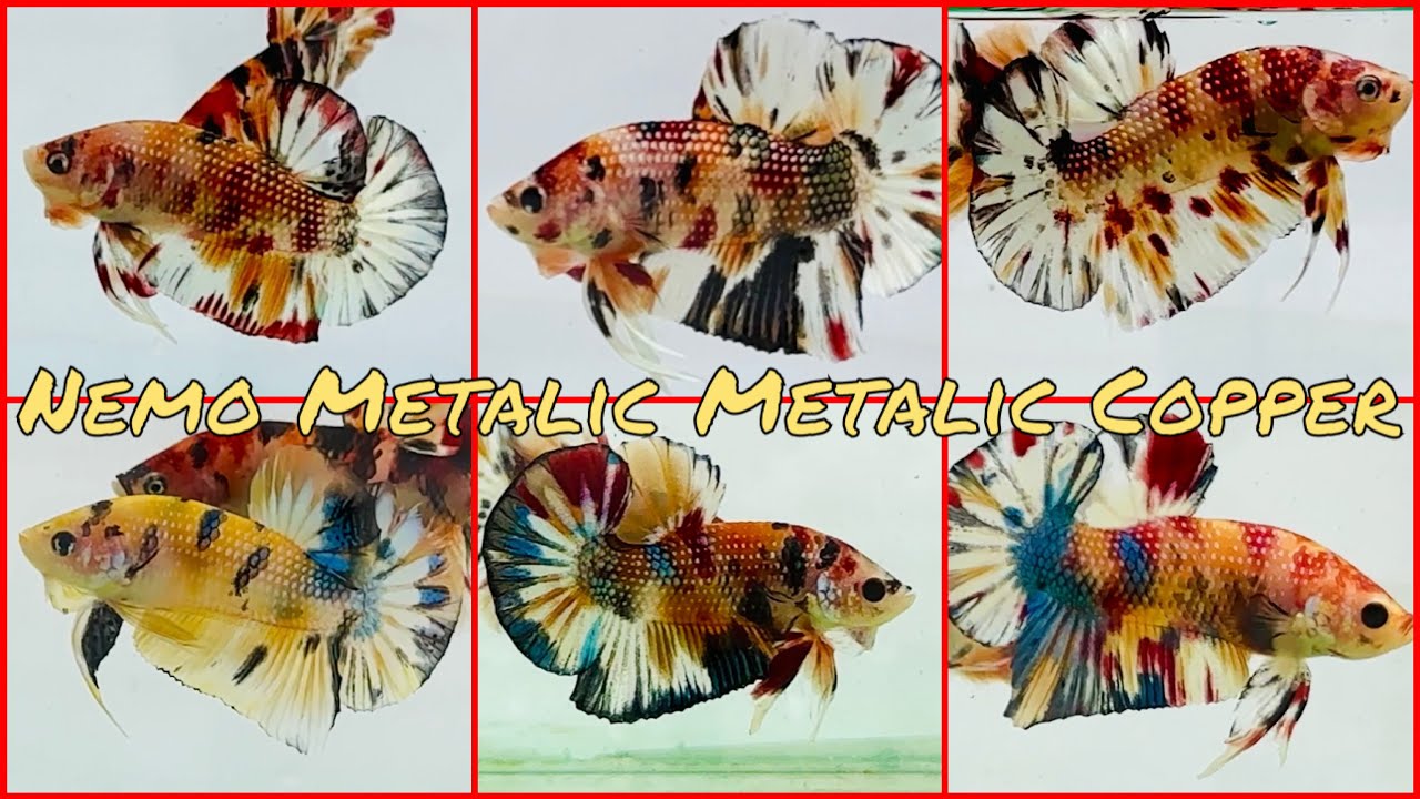 Clip 17-11. Đọt cá Metalic đẹp giá rẻ 60,70,80k... Mời mọi người vào xem săn cá.