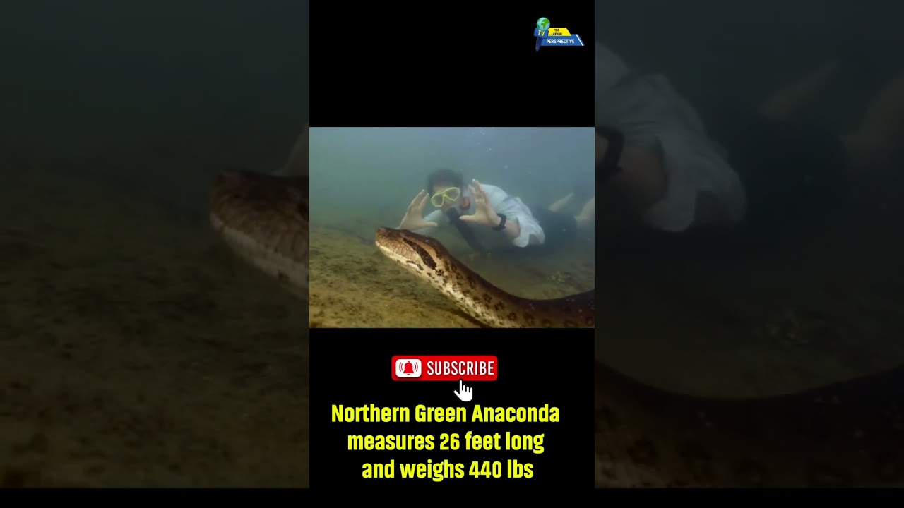 Northern Green Anaconda measures 26 feet long and weighs 440 lbs