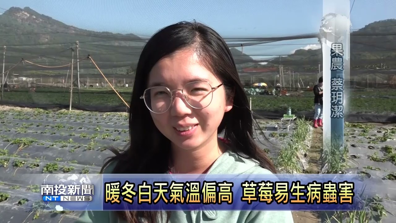 國姓暖冬草莓染病蟲害專家會勘 南投新聞