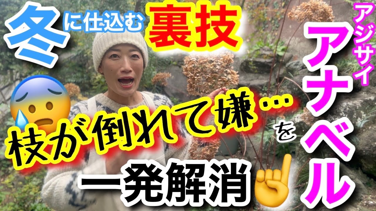 【アナベルが毎年倒れる人へ】冬にコレを仕込むだけで花姿が激変‼️誰も教えない裏技🤗/  約500円でホムセンで買える〇〇が大活躍/実際にどれくらい倒れなかったのか４ヶ月間の映像あり☝️【ガーデニング】