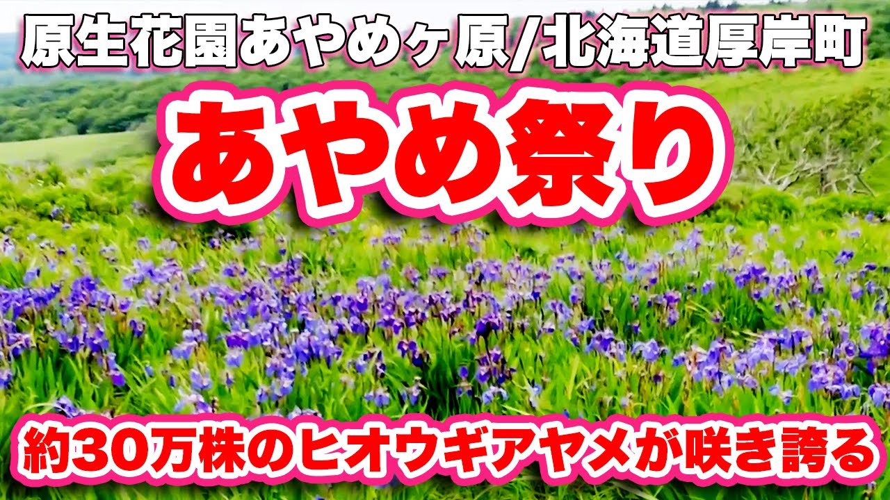 原生花園あやめヶ原/北海道厚岸町【あやめ祭り】100haに30万株のヒオウギアヤメが咲き誇る【旅行VLOG】道道123号線,馬,放牧,あやめ,ヒオウギアヤメ,一日花,チンベ展望台,ウツボソウ