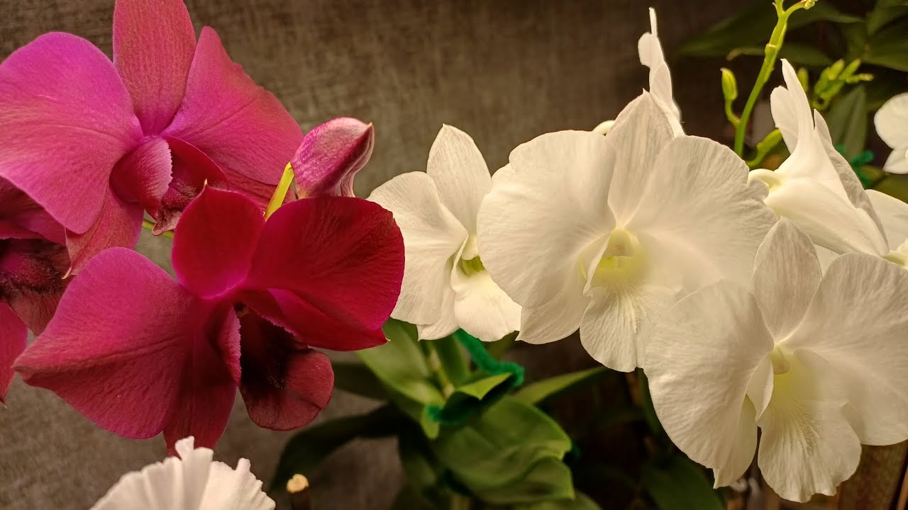 Цветение моих #dendrobium  и новиночка 😍🌿🌸🌺🌼
