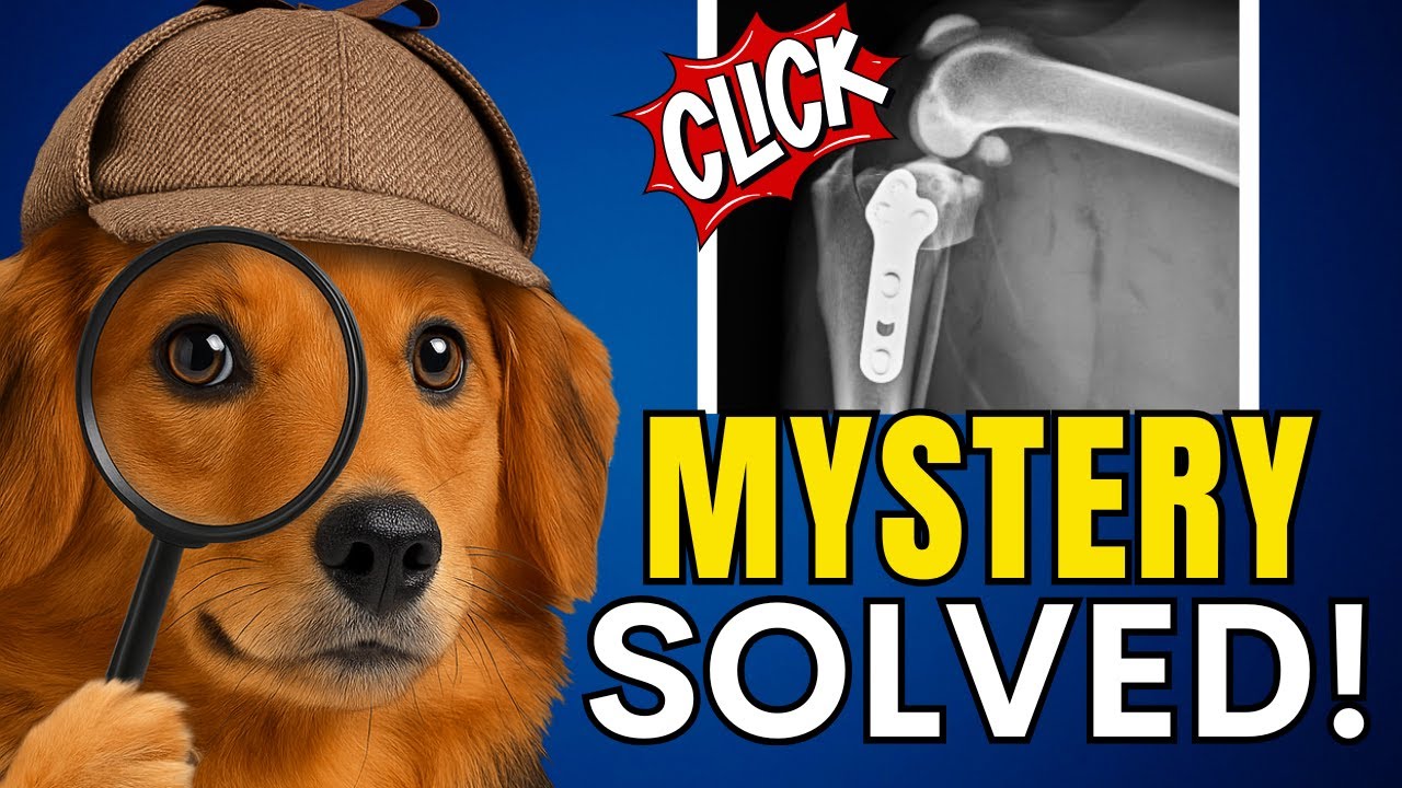 Why is My Dog's Knee Clicking After TPLO Surgery?