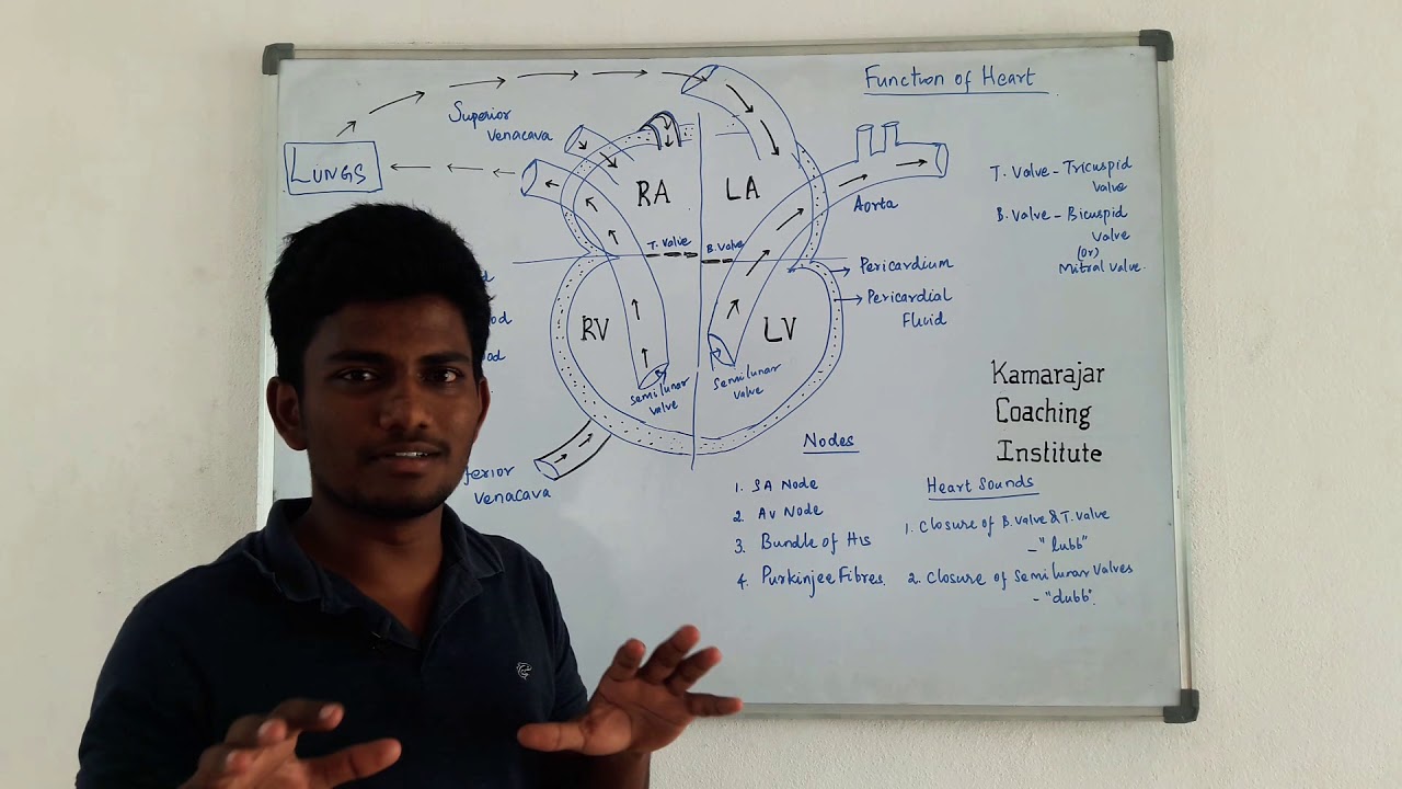 Function of Heart , Detailed Explanation