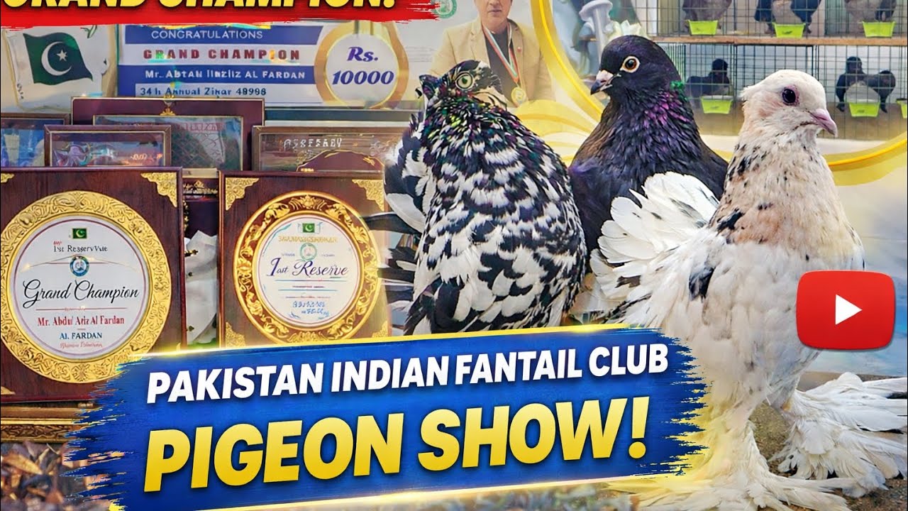 Grand Champion Fantail Pigeon 🏆 | Pakistan Indian Fantail Club Show 2026 | Full Event Highlights|