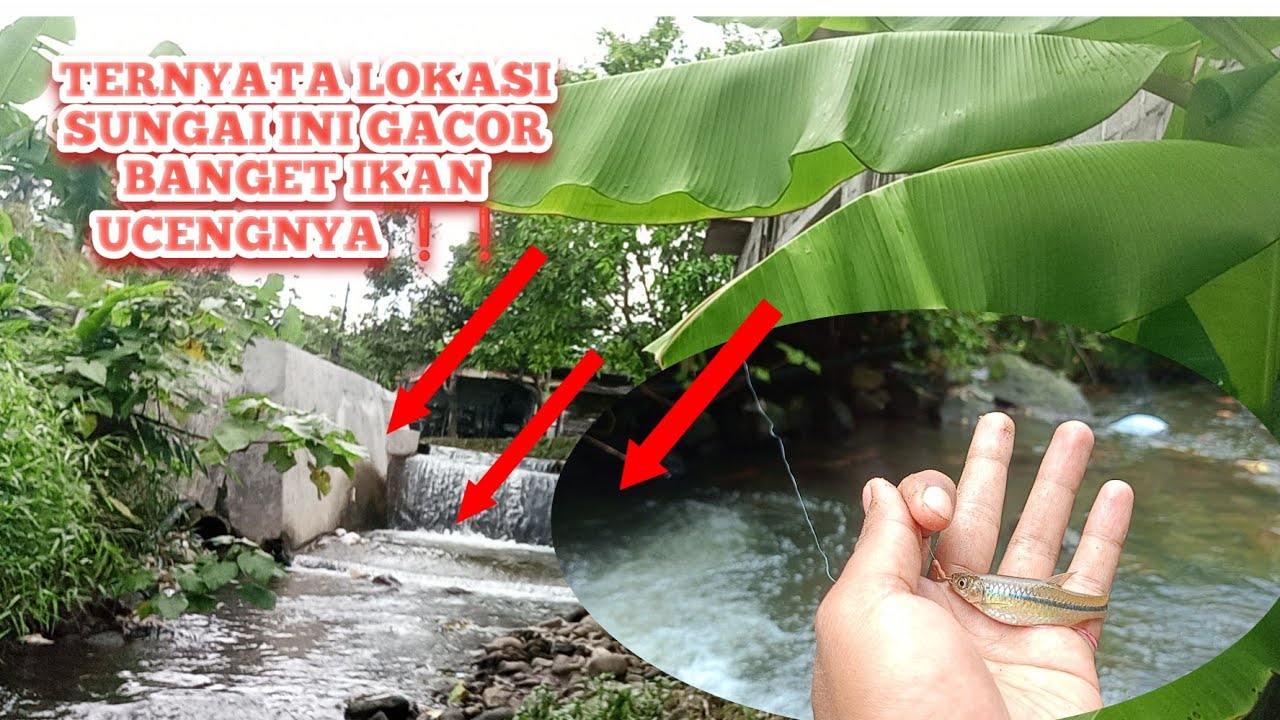 SPOT MANCING IKAN UCENG PALING GACOR ❗❗ MANCING IKAN UCENG DI SUNGAI KECIL SANGAT GACOR BANGET