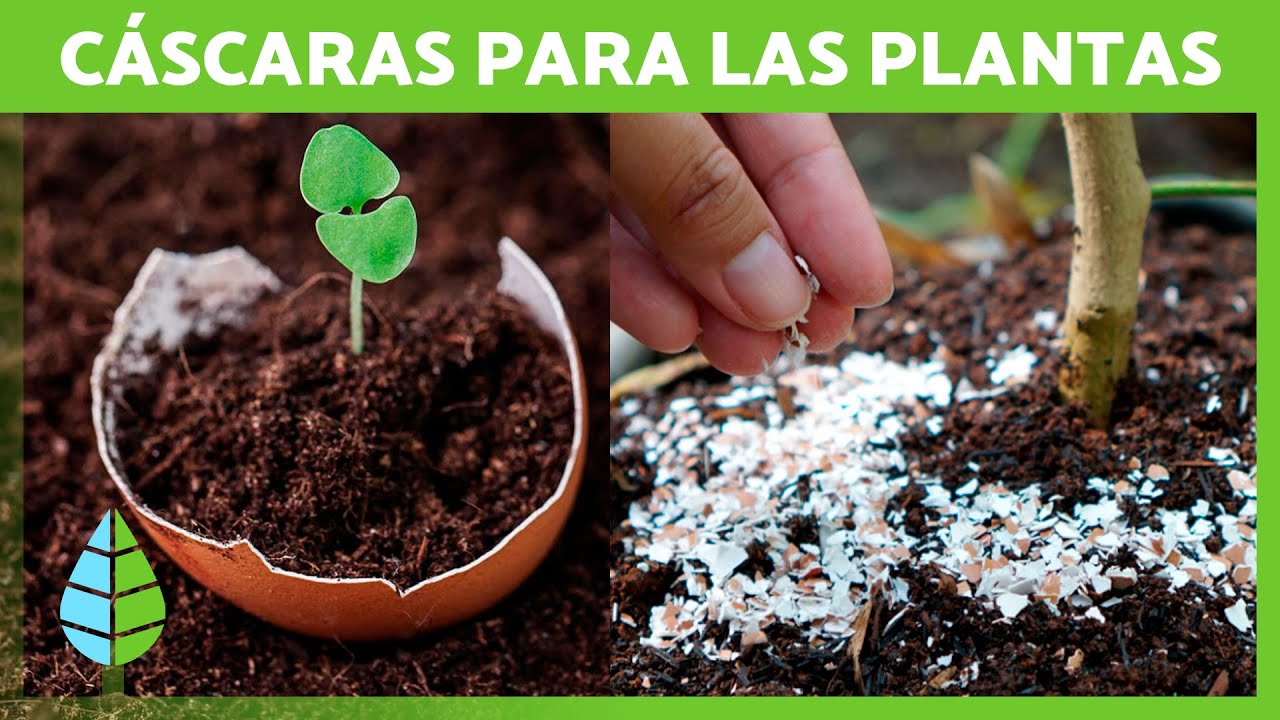 CÁSCARAS de HUEVO como ABONO para las PLANTAS 🥚🌿 Fertilizante Casero ✅