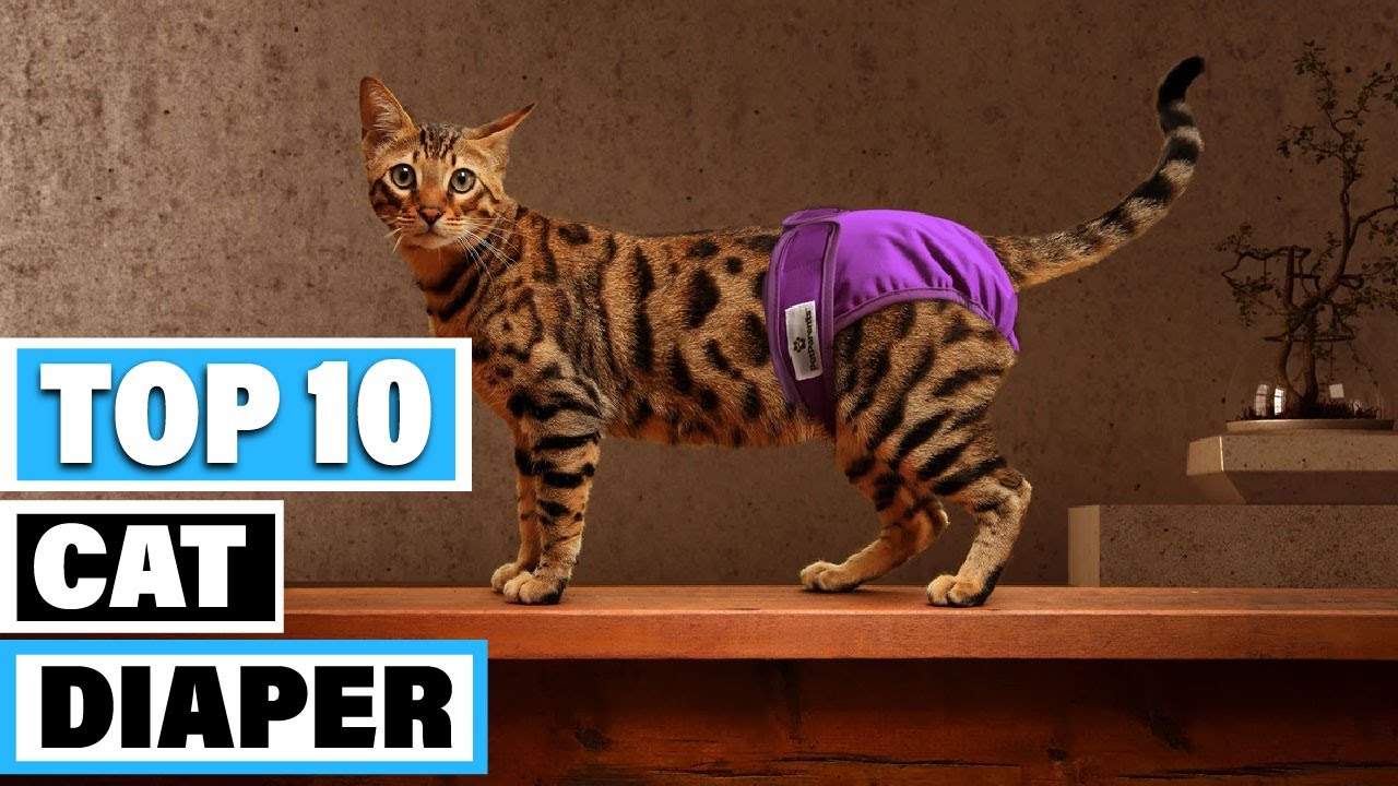 Лучшие подгузники для кошек 2025 года — обзор 10 лучших подгузников для кошек