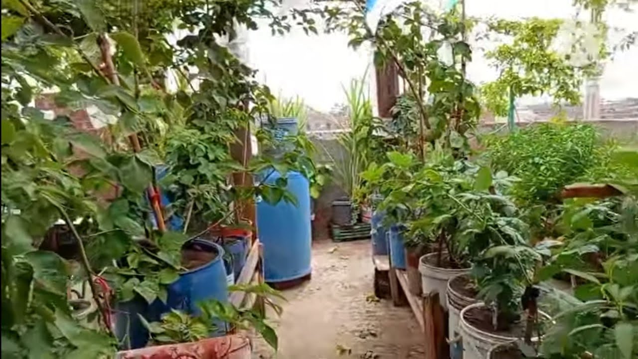كيف يمكن حل مشكلة توقف نمو النبات وسوء صرف التربه القديمه بابسط طرق وأدوات