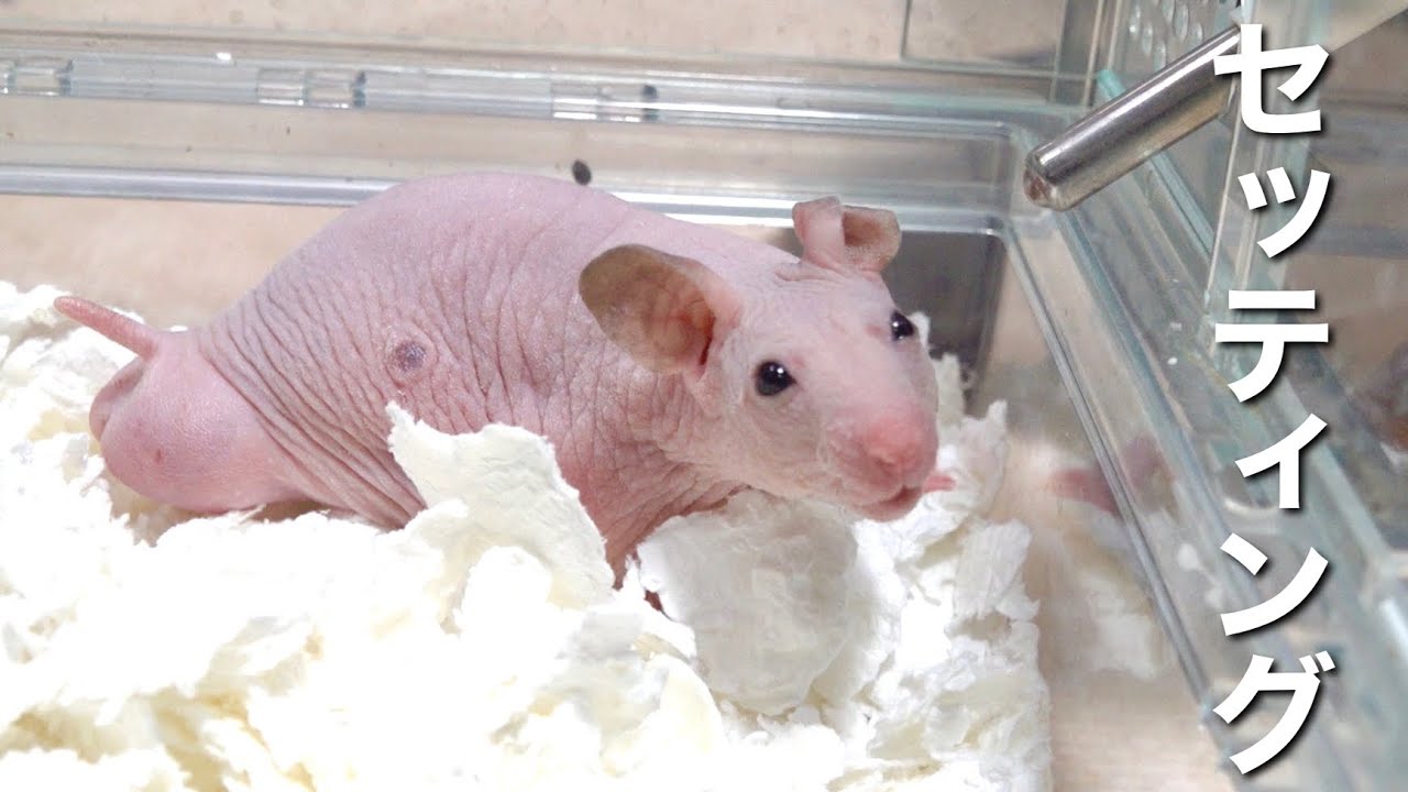 ハゲたハムスターの飼育環境をセッティングしました