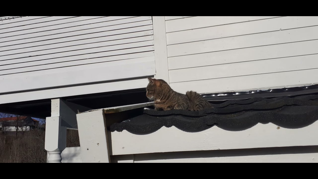 It sure looks like my neighbor cat is ready to jump straight into the Hot Tub from the outhouse roof