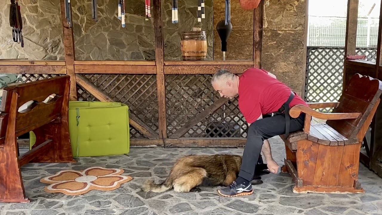 Malinois in lucru