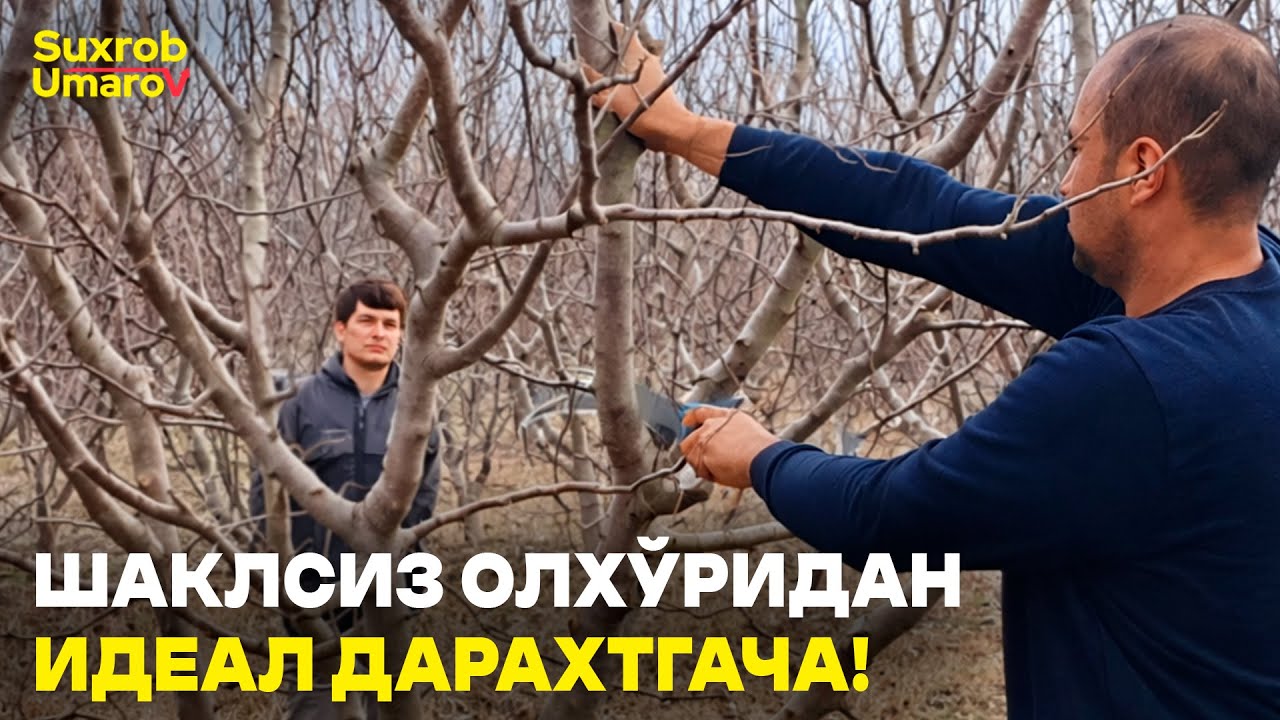Ёввойи бўлиб кетган олхўрини қандай тартибга келтирдик?