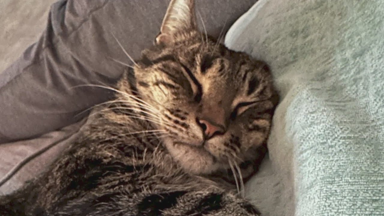 Family reunited with lost cat who was missing in desert for nearly a month