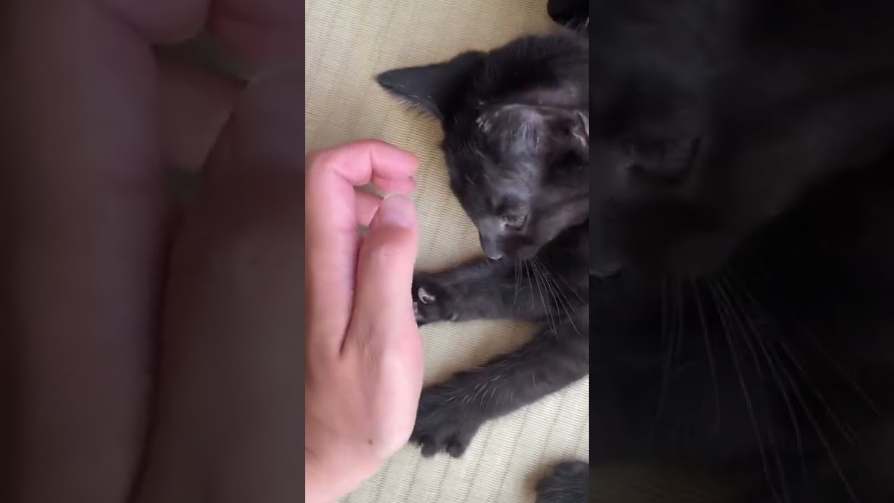 22日目🐈‍⬛おっぱいを探すくろまる
