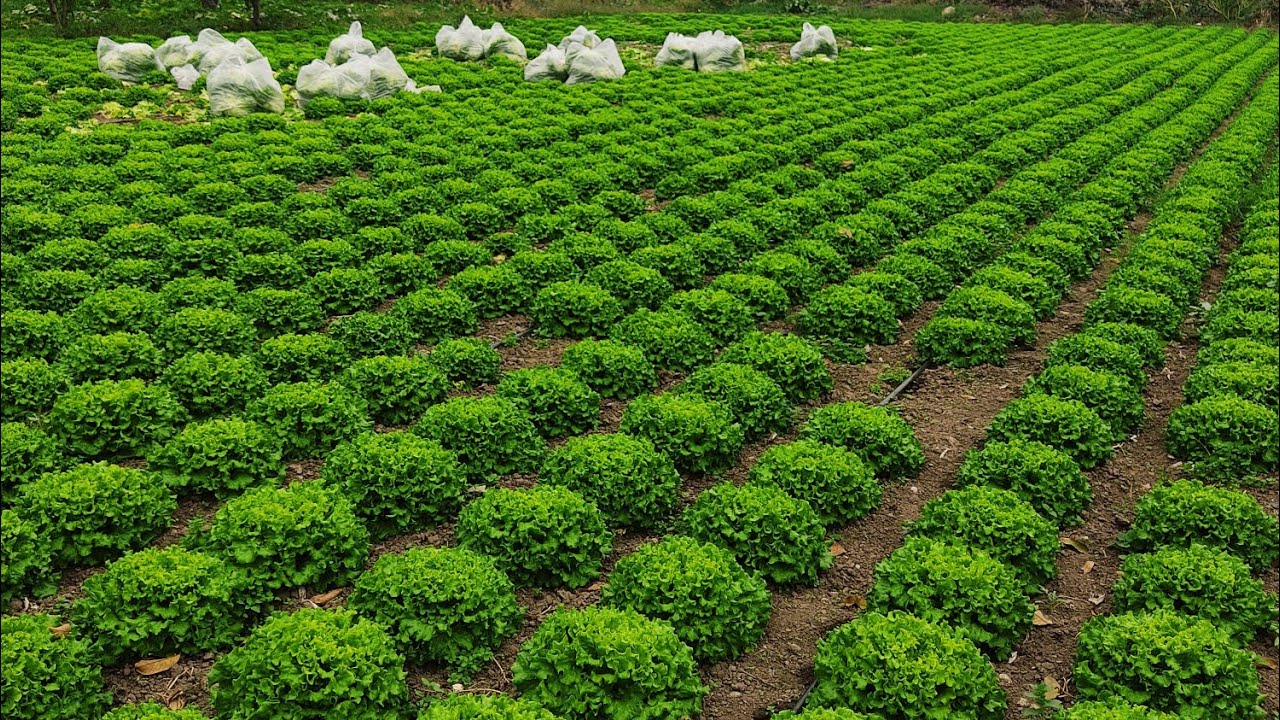 Marul & Çiftçi & Esnaf & Organik Madde & Sıfır Kimyasal İlaçlama