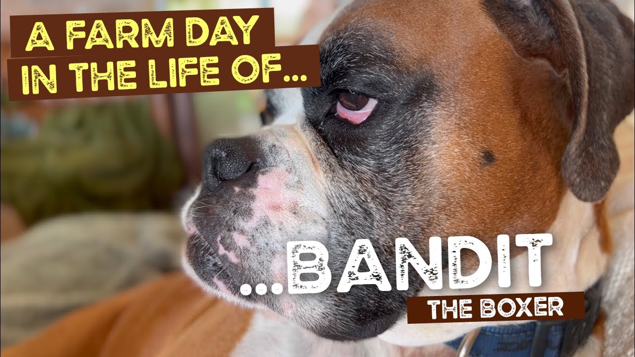 A Farm Day in the Life of Bandit the Boxer