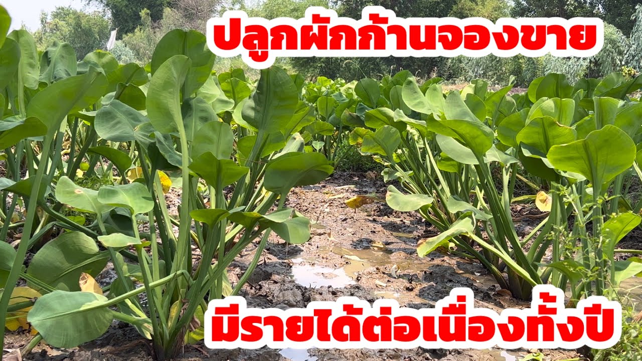 วิธีการปลูกผักก้านจอง ปลูกผักก้านจองขาย มีรายได้ต่อเนื่องทั้งปี ที่อำเภอยางตลาด จังหวัดกาฬสินธุ์