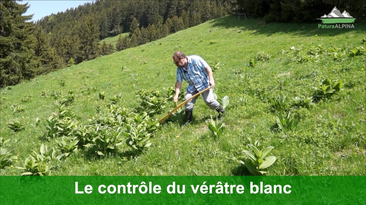 Le contrôle du vérâtre blanc (Veratrum album)