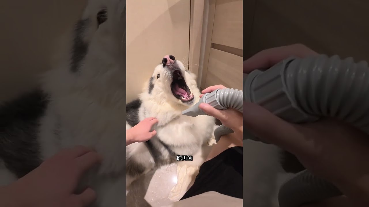 A Day Full of Energy  🐾✨ #funny #comedy #dog #love