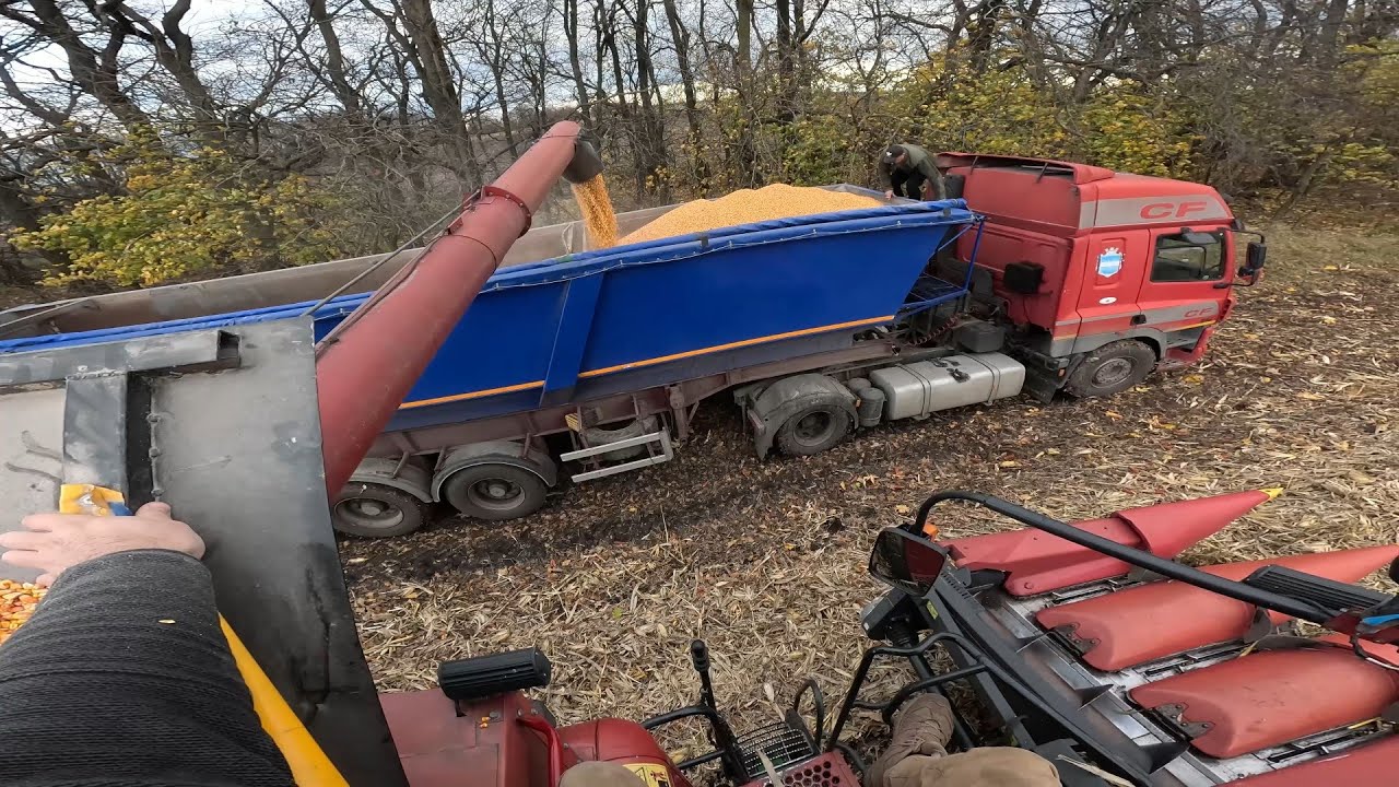 Волога 21%⛔Фури не їдуть🚛 Молотимо Кукурудзу в БОЛОТІ після дощу 👍Комбайн Кейс 2388 жатка Герінгоф