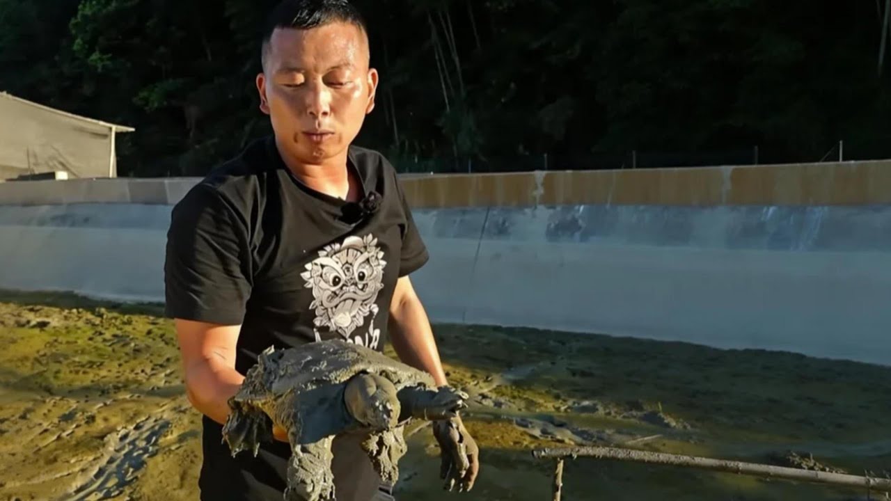 花2000在养了八年的老甲鱼塘里捡漏，看看是亏是赚#户外 #捕鱼 #三农 #农村生活 #捉鱼 #catchingfish #fishing #outdoor#rurallife