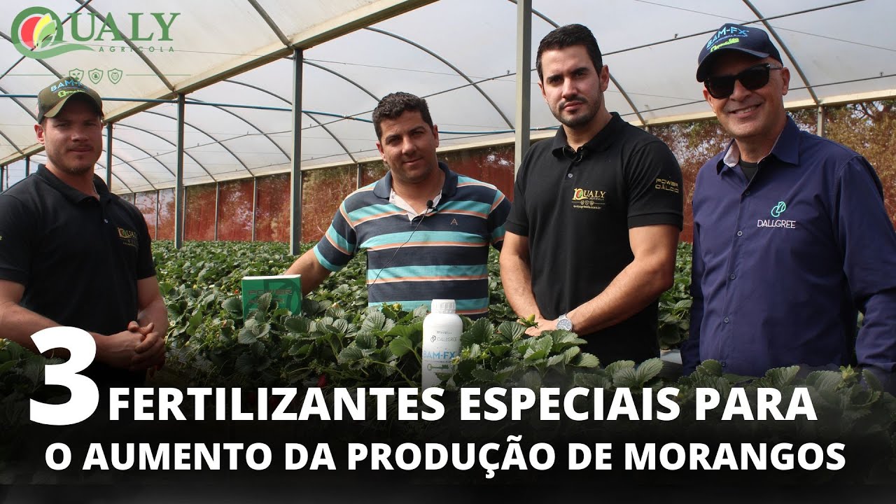 3 FERTILIZANTES ESPECIAIS PARA O AUMENTO DA PRODUÇÃO DE MORANGOS - QUALY AGRÍCOLA