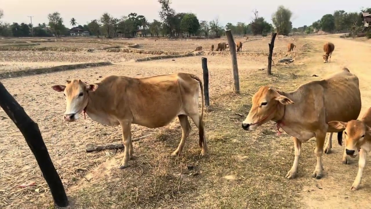 ພາມາຊົມວີວທົ່ງໃຮ່ທົ່ງນາຕາມເສັ້ນທາງ