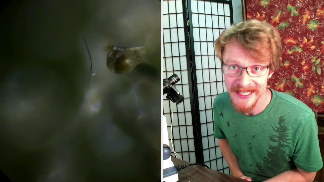 HighIQ S01E03 Alien Rock Candy under high power microscope
