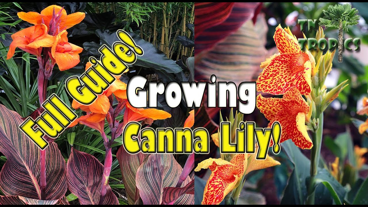 Growing Canna Lily - Full Guide!