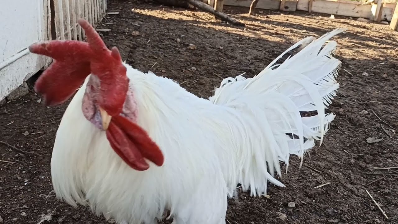 Kümeste dengeler bozuldu . Liderliği Ezel aldı ( Tavuklar ve horozlar )