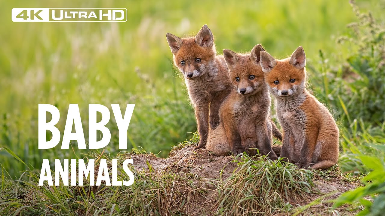 How These Adorable Baby Animals Will Melt Your Heart in 4K