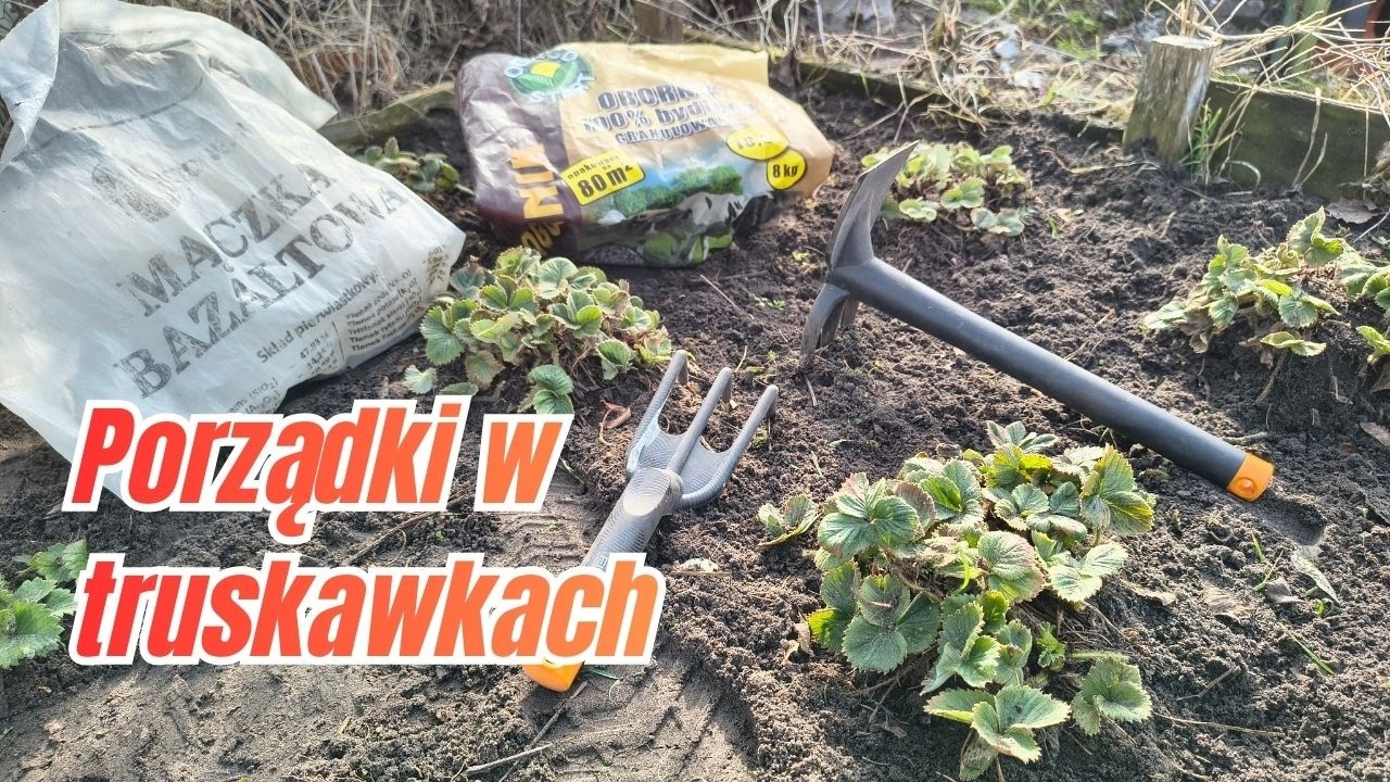 Marcowa pielęgnacja truskawek. Sprzątanie, wycinanie liści, nawożenie