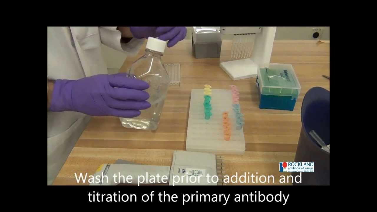 How To Perform an Indirect ELISA