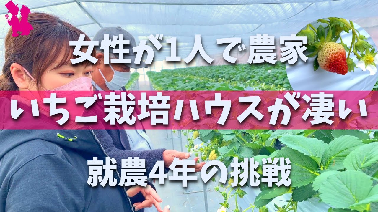 【農業女子】いちご農家のこだわり高設栽培ハウスを見せてもらいます