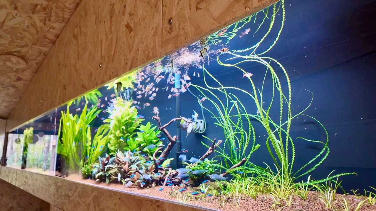 Feeding angelfish in a 4.5m Giant Aquarium (1000L) – 20 Minutes