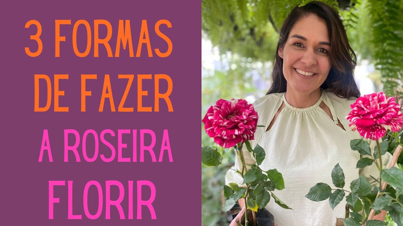 PLANTAS FLORIDAS: Faça as suas roseiras de vaso estarem sempre floridas