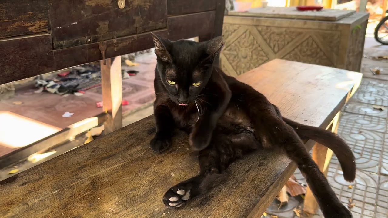 Cat is very cute, lovely is animals.