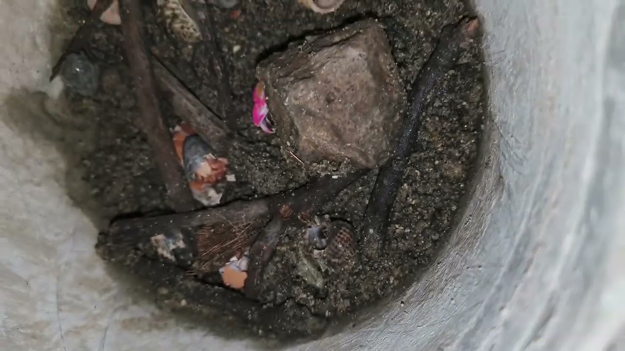 Ini kelomang kenapa ini molting ga sih 