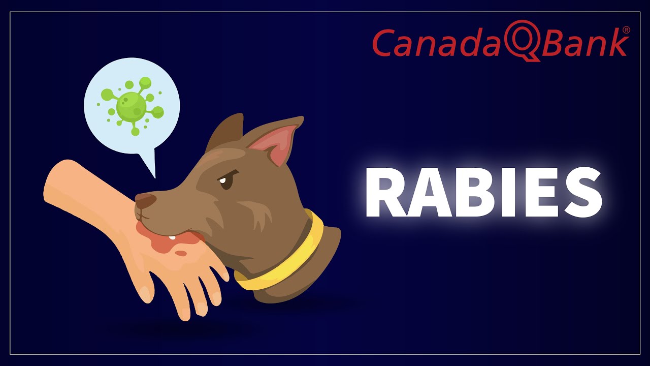 Rabies: Symptoms, Transmission & Post-Exposure Prophylaxis Explained | CanadaQBank